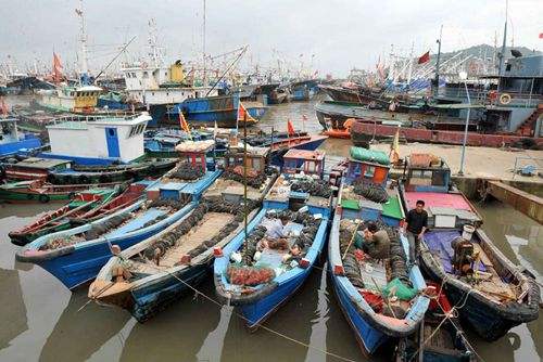 5月1日起，东海全面禁渔，8种海鲜吃不到了